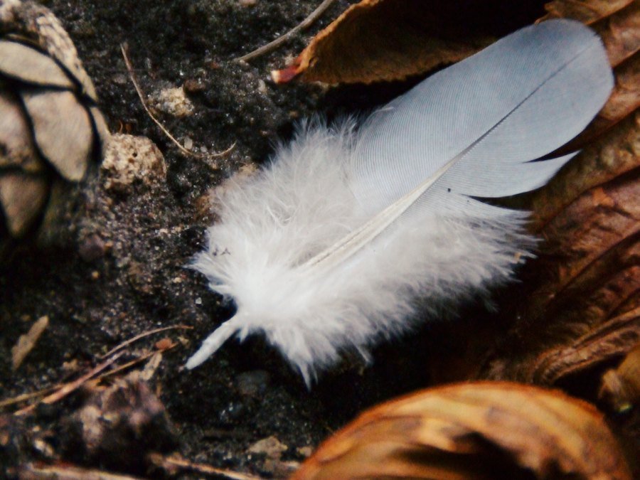 White feather