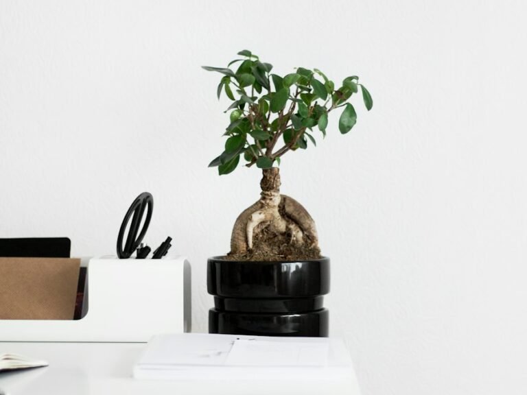 Calm desk with a plant