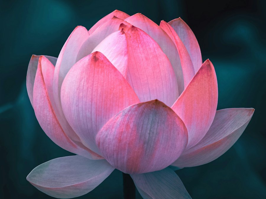 Pink lotus flower
