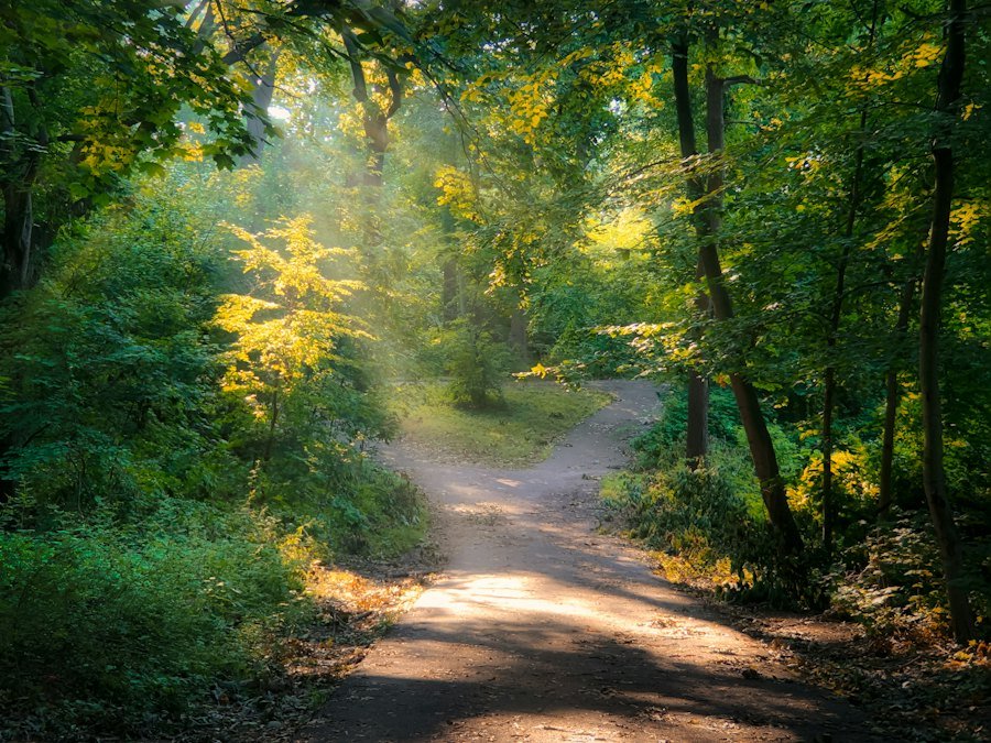 Sunlit forest path