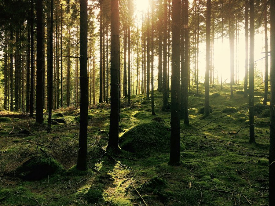 Forest with sunbeams