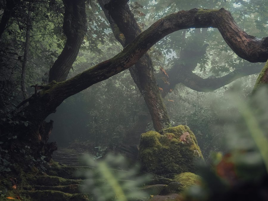 Misty mystical forest