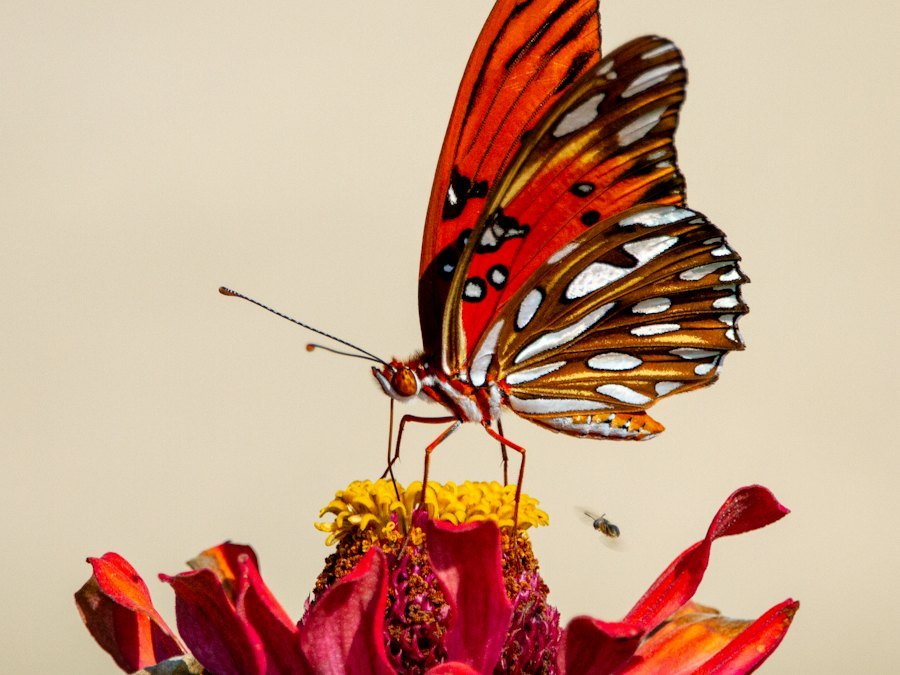 Butterfly on a flower