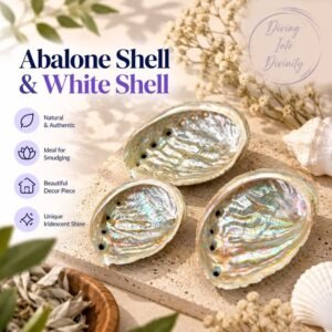 Abalone Shell & White Shell | Diving Into Divinity
